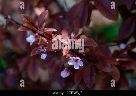 Primo piano della foto del fiore rosato dell'albero di pesca Foto Stock