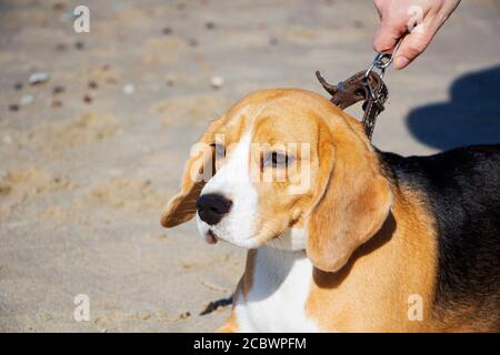 Carino cucciolo tricolore di Beagle, vuole scendere dal guinzaglio. Foto Stock