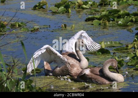 Mute Swan e giovani in paludi in estate Foto Stock