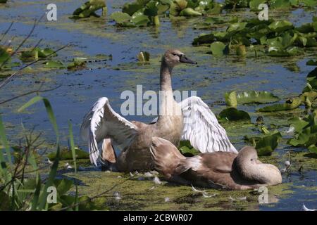 Mute Swan e giovani in paludi in estate Foto Stock