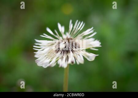 Singolo stelo della pianta officinale selvatica del dente di leone, con semi con la tipica forma ad ombrello Foto Stock