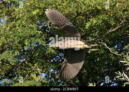 Giovane nero coronato notte airone Foto Stock