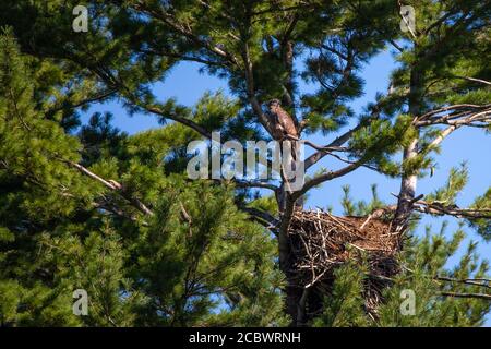 Aquila calva immatura (Haliaeetus leucocefalo) che perza in un pino sopra il nido nel Wisconsin settentrionale, orizzontale Foto Stock