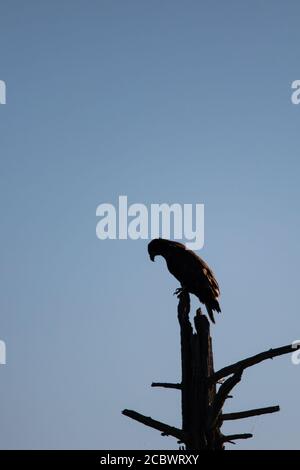 La silhouette dell'aquila calva (Haliaeetus leucocefalo) che percuota su un albero morto nel Wisconsin settentrionale, verticale Foto Stock