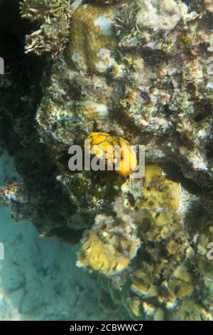 Squirt di mare giallo, Polycarpa aurata, nell'isola di Togian, Indonesia Foto Stock