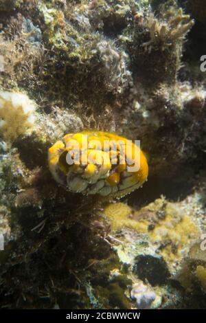 Squirt di mare giallo, Polycarpa aurata, nell'isola di Togian, Indonesia Foto Stock