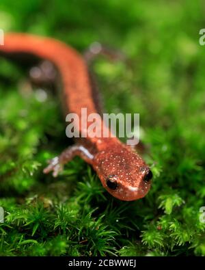 Faccia e corpo di Salamander con supporto rosso orientale su una roccia mussosa vista nel Parco Nazionale di Shenandoah, Virginia, USA Foto Stock