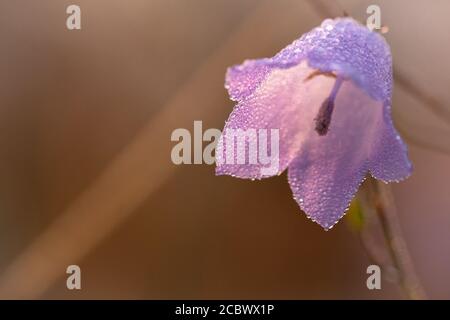 La rugiada sulla campana viola della lepre (Campanula rotundifolia) Fiore cattura la luce del sole all'alba della prima mattina a Suffolk Foto Stock