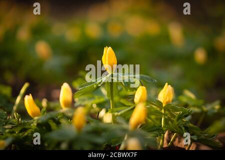 Un fiore di aconite invernale (Eranthis hyemalis) che sorge sopra gli altri fiori nel bosco di Cambridgeshire a Wandlebury Foto Stock