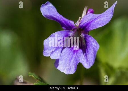 Il cane viola (Viola riviana) cresce tranquillamente nel bosco primaverile di Cambridgeshire a Waresley Foto Stock