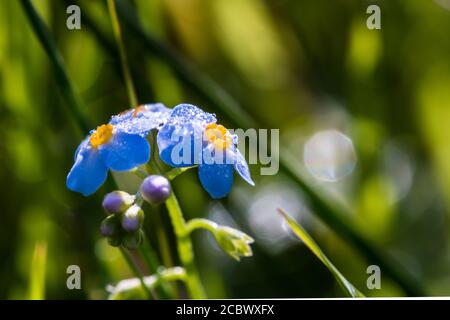 Questo piccolo blu dimentica di me non fiore (Myosotis sylvatica) cresce con il sole di prima mattina che cattura la rugiada sui petali a Thompson comune in Norfolk Foto Stock