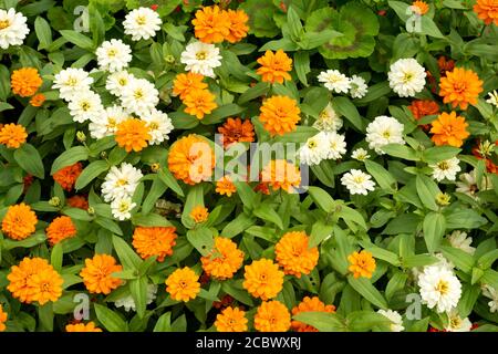 Zinnia Hybrida Zahara fiori misti o misti Zinnia arancio luminoso e fiori bianchi Zinnia vista dall'alto dell'angolo del letto fiorito dei fiori estivi. Foto Stock