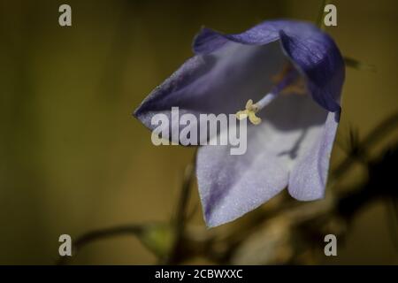 Un primo piano di un harrebell viola (Campanula rotundifolia) che cresce con uno sfondo giallo ai laghi di Lackford a Suffolk Foto Stock