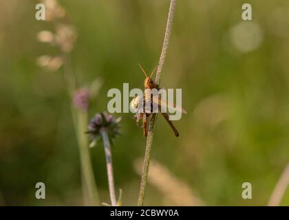 Orb Weaver (Araneus quadratus) a quattro macchie mangiando una cavalletta di medow morta, Kirconnel Flow NNR, Dumfries, SW Scozia Foto Stock