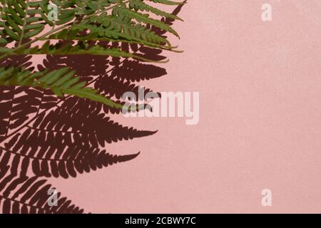 Composizione delle foglie. Modello fatto di foglie di felce selvatiche e ombra su sfondo rosa. Foto Stock