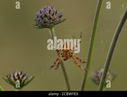 Orb Weaver (Araneus quadratus) a quattro macchie su Field Scabious, Kirconnel Flow NNR, Dumfries, SW Scotland, Foto Stock