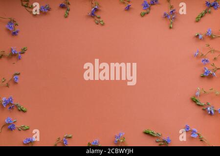 Composizione dei fiori. Modello fatto di fiori blu selvaggi su sfondo corallino. Foto Stock