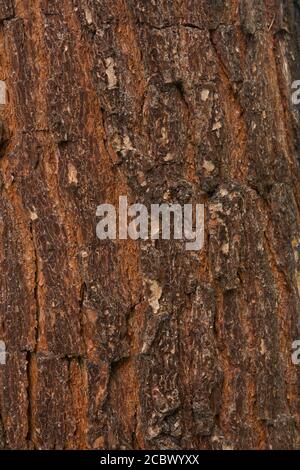 Colpo di texture di marrone corteccia di albero, riempiendo il telaio Foto Stock