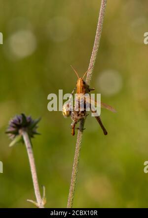 Orb Weaver (Araneus quadratus) a quattro macchie mangiando una cavalletta di medow morta, Kirconnel Flow NNR, Dumfries, SW Scozia Foto Stock