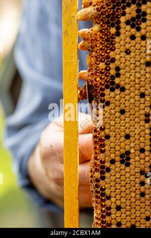 L'apicoltore si prende cura dei nidi d'ape. Apiarist mostra un nido d'ape vuoto. L'apicoltore si occupa delle api e dei nidi d'ape. Nidi d'ape vuoti Foto Stock