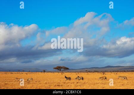 Zebre comuni o equus quagga Zebra in Tsavo East National Parco Kenya Foto Stock