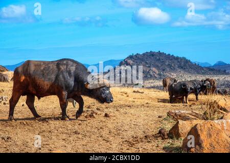 Ritratto del buffalos africano Syncerus caffer, Parco Nazionale di Tsavo, Kenya Foto Stock