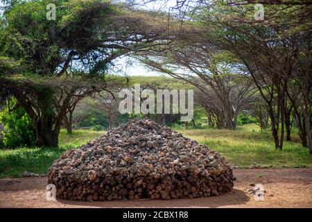 Rovine delle tombe a Takwa sull'isola di Manda vicino a Lamu Kenya Foto Stock