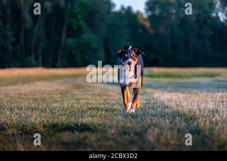 Appenzeller Sennenhund, cane che corre su un campo Foto Stock