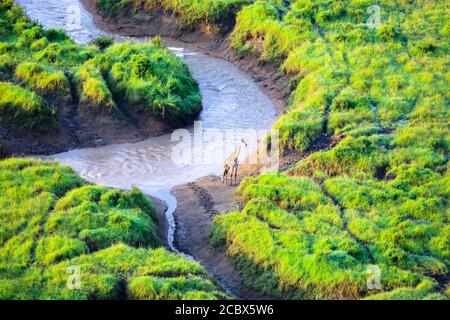 Giro in mongolfiera sulla zona est dell'africa Foto Stock