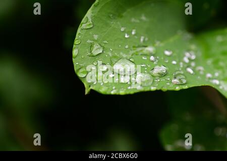 Piante natura scienza naturale azione idrofobica di gocce d'acqua su un cordone di foglia di pianta Foto Stock