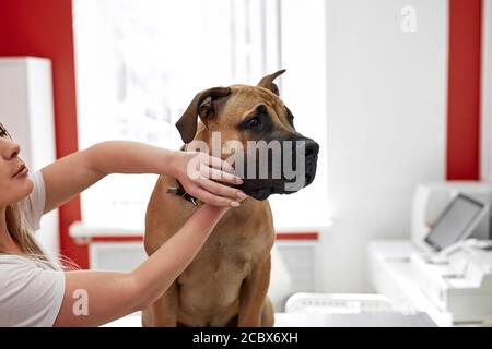 proprietario del cane con l'animale domestico malato in clinica, la donna è adorata circa il suo cane, è venuto a controllare per trattarlo Foto Stock