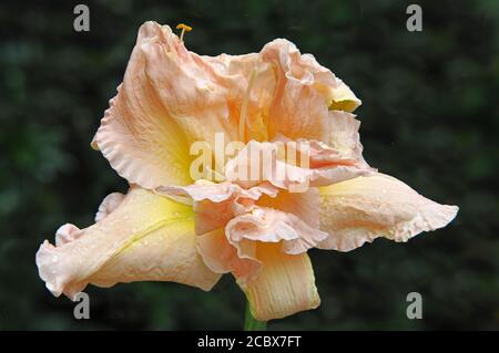 Closeup di rosa arrossato e giallo fiore di giorno (Hemerocallis) con petali ruffled. Fiorendo a metà estate, questo perenne si chiama "Dublin Elaine". Foto Stock