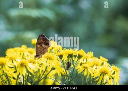 La farfalla Gatekeeper, Pyronia tithonus, sedette su Ragwort, Jacobaea vulgaris, in estate sole, Peak District, Derbyshire, Inghilterra. 10 agosto 2020 Foto Stock