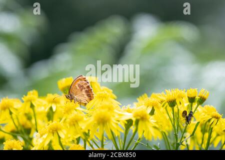 La farfalla Gatekeeper, Pyronia tithonus, sedette su Ragwort, Jacobaea vulgaris, in estate sole, Peak District, Derbyshire, Inghilterra. 10 agosto 2020 Foto Stock