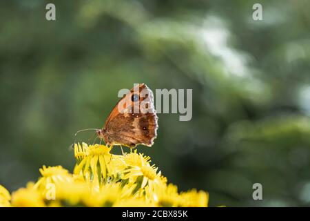 La farfalla Gatekeeper, Pyronia tithonus, sedette su Ragwort, Jacobaea vulgaris, in estate sole, Peak District, Derbyshire, Inghilterra. 10 agosto 2020 Foto Stock