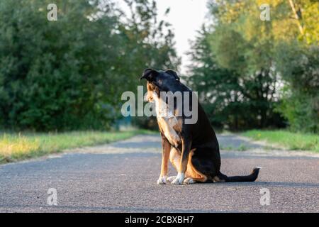 Vista laterale di un bianco tricolore Appenzeller mounatin purpurebred cane cane con testa nera Foto Stock
