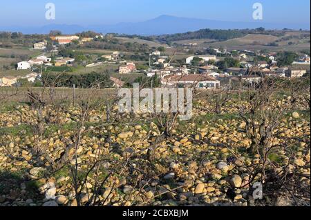 I vigneti di Châteauneuf-du-Pape con Mont Ventoux all'orizzonte, Provenza FR Foto Stock