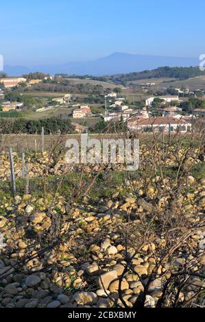 I vigneti di Châteauneuf-du-Pape con Mont Ventoux all'orizzonte, Provenza FR Foto Stock