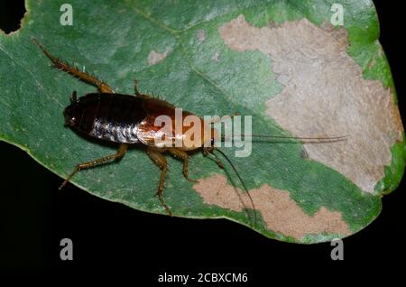 Legno Fulvous scarafaggio, Parcoblatta fulvescens Foto Stock