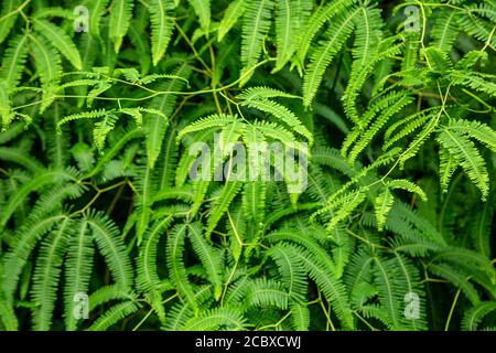 Felci, El Yunque National Forest, Luquillo, Puerto Rico Foto Stock