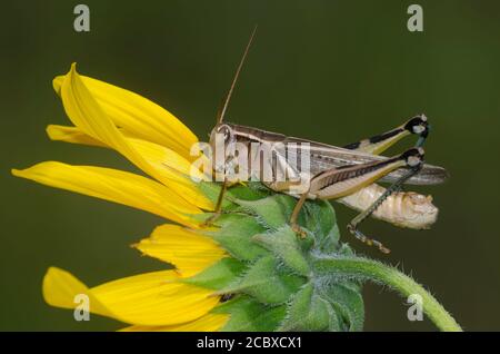 Grasshopper a due righe, Melanoplus bivittatus, maschio su girasole comune, Helianthus annuus Foto Stock