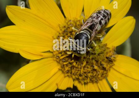 Sand Wasp, Tribe Bembicini, foraggio su Ashy Girasole, Helianthus mollis Foto Stock