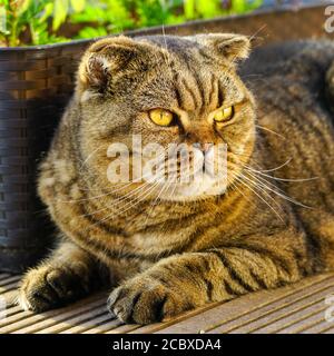 ritratto closeup di un gatto scozzese grave piega adulto Foto Stock
