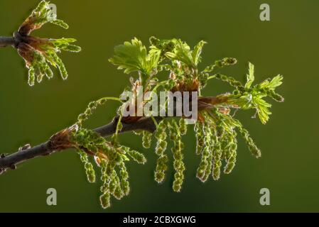 Catkins maschi di quercia comune, Quercus robur, all'inizio della primavera, con nuove foglie Foto Stock