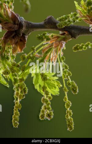 Catkins maschi di quercia comune, Quercus robur, all'inizio della primavera, con nuove foglie Foto Stock