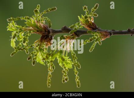 Catkins maschi di quercia comune, Quercus robur, all'inizio della primavera, con nuove foglie Foto Stock