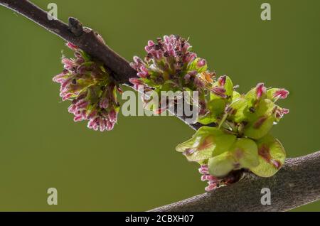 Fiori e frutti in via di sviluppo di Elm inglese, Ulmus procera, all'inizio della primavera. Foto Stock