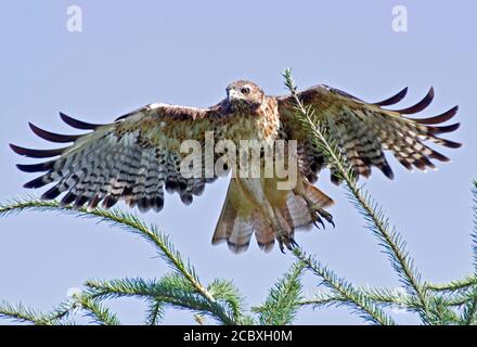 Falco munito rosso Foto Stock