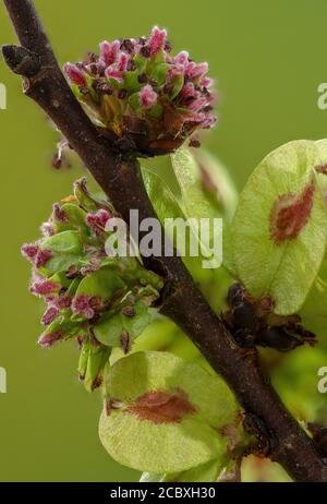 Fiori e frutti in via di sviluppo di Elm inglese, Ulmus procera, all'inizio della primavera. Foto Stock