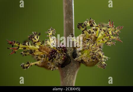 Fiori di Frassino comune, Fraxinus excelsior, appena uscito in primavera. Questi sono ermafroditi, ma sono spesso separatamente maschio o femmina. Foto Stock